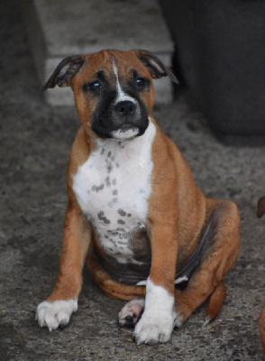 Jd Staffords - Staffordshire Bull Terrier - Portée née le 20/03/2023