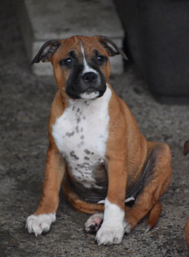 Jd Staffords - Chiot disponible  - Staffordshire Bull Terrier
